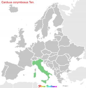 Carduus corymbosus Ten.